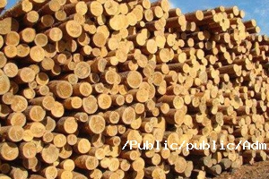 木材基本介紹.jpg 木材基本介紹.jpg