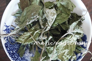 留蘭香基本介紹 留蘭香基本介紹