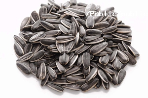 瓜子基本介紹 瓜子基本介紹