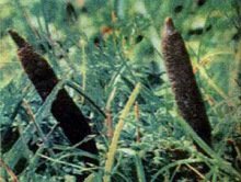 1534922175785373.jpg 1534922175785373.jpg