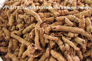 巴戟天烘干工藝 巴戟天烘干工藝