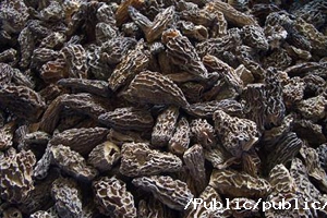 羊肚菌營養(yǎng)價值 羊肚菌營養(yǎng)價值