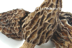 羊肚菌烘干工藝 羊肚菌烘干工藝