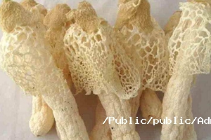 竹蓀營養價值.jpg 竹蓀營養價值.jpg