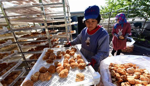為何越來越多的菇農(nóng)拋棄傳統(tǒng)的香菇烘干方式?選擇近年來越來越火的食用菌烘干機(jī)? 為何越來越多的菇農(nóng)拋棄傳統(tǒng)的香菇烘干方式?選擇近年來越來越火的食用菌烘干機(jī)?