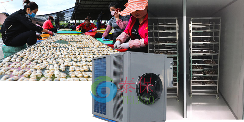 遼寧丹東蟶子大量收成,蟶子肉烘干加工成焦點 遼寧丹東蟶子大量收成,蟶子肉烘干加工成焦點